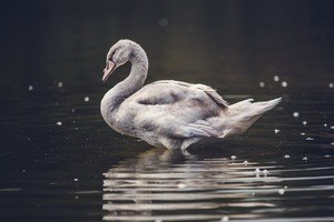 Swan deals in recharacterization