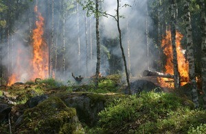 Preventing Forest Fires in Chapter 11